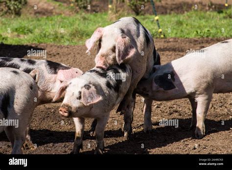 videos de cerdos|Animales Apareamiento entre ellos. CALIENTE CALIENTE.